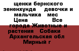 щенки бернского зененхунда. 2 девочки и 2 мальчика(2 мес.) › Цена ­ 22 000 - Все города Животные и растения » Собаки   . Архангельская обл.,Мирный г.
